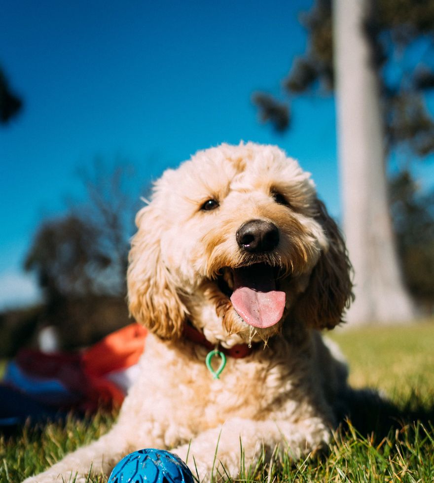 Doggiewale pet companion