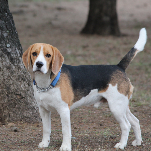 SMALL DOGS BREEDS
