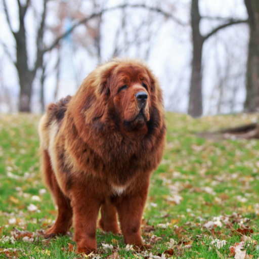 LARGE DOG BREEDS