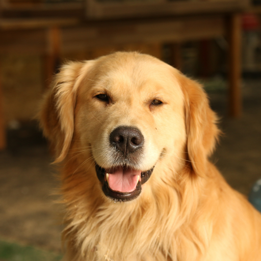 MEDIUM DOG BREEDS