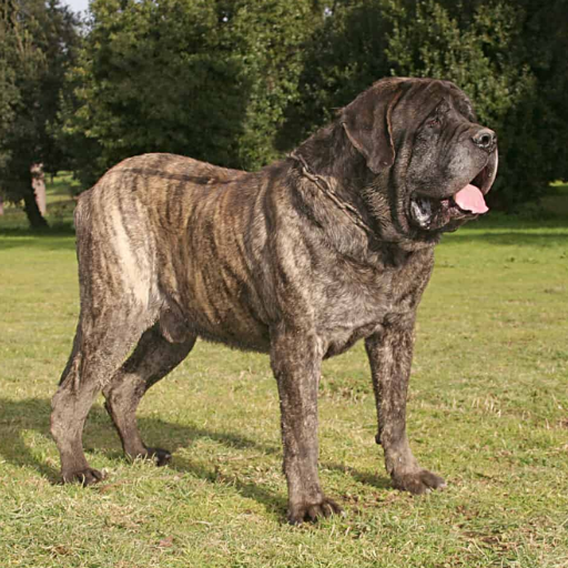 English Mastiff
