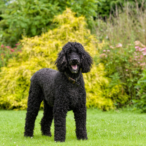 Giant Poodle