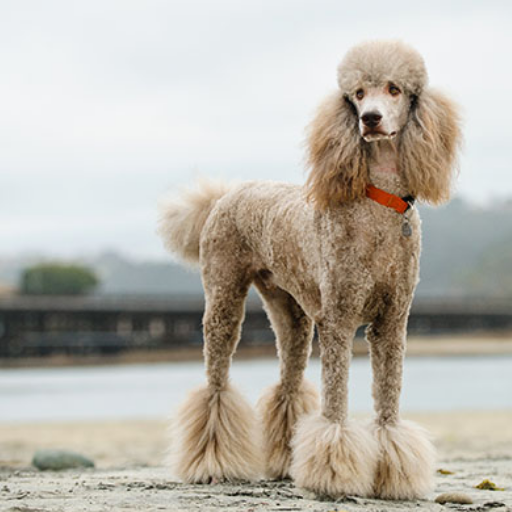Standard Poodle