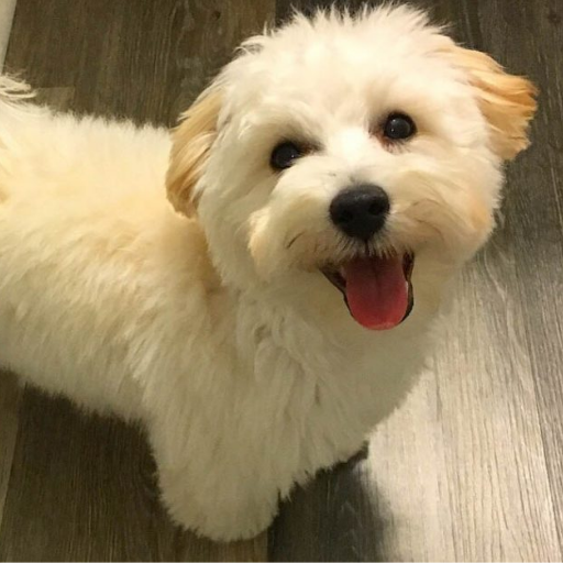 MALTIPOO