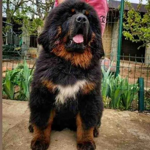 Indian Mastiff
