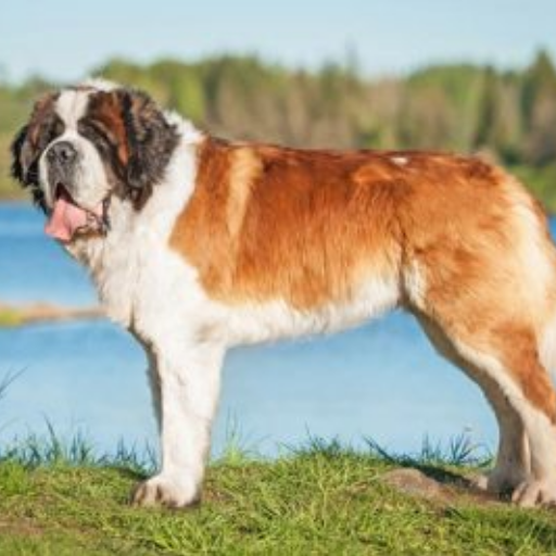 Saint Bernard