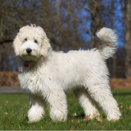 Labradoodle