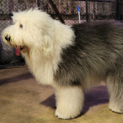 English Sheepdog