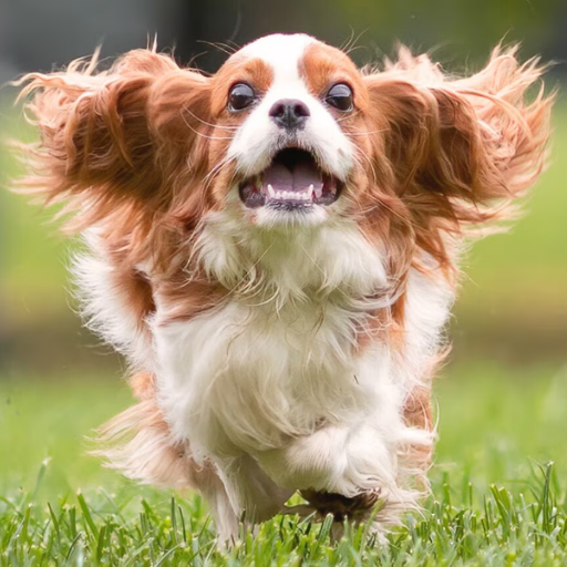 CAVALIER KING