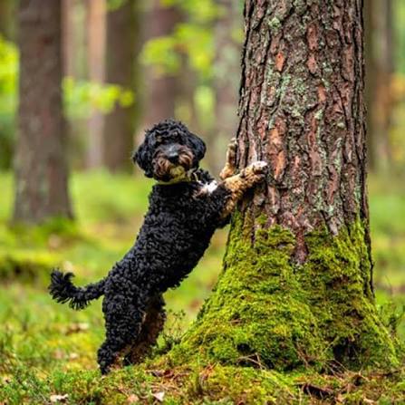 Bernedoodle image 2