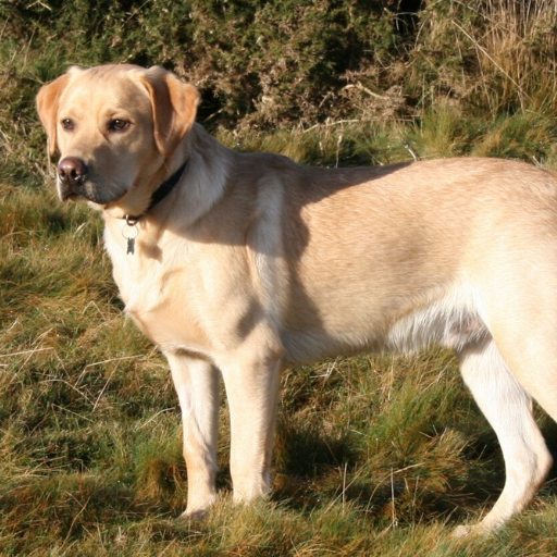 Labrador