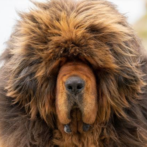 Tibetian Mastiff