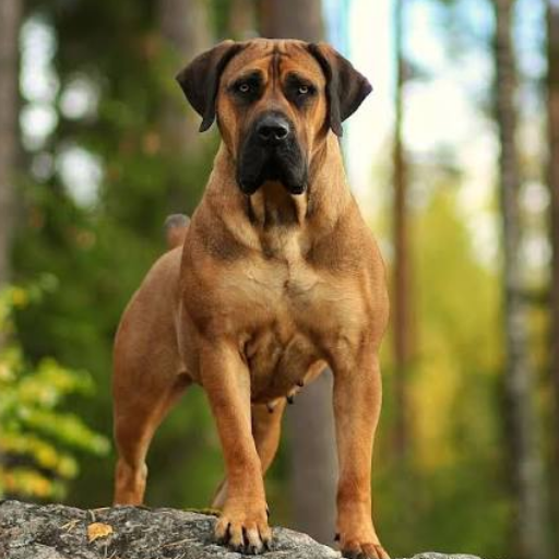 Boerboel