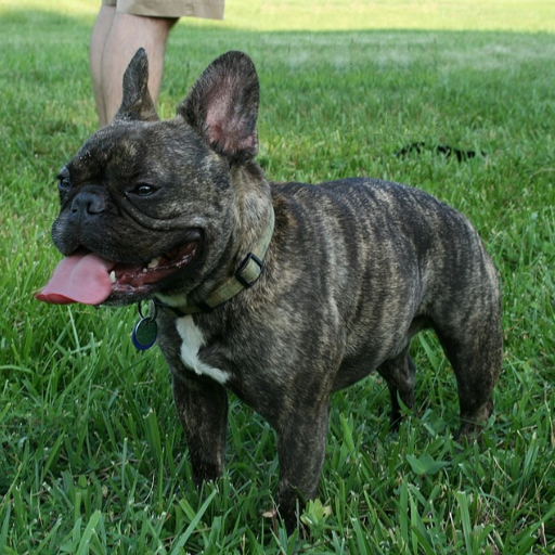FRENCH BULLDOG