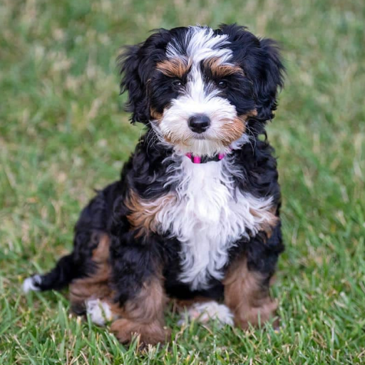 Bernedoodle
