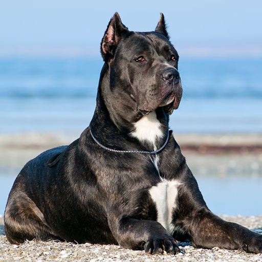 Cane Corso