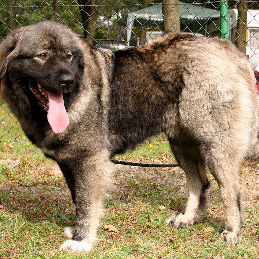 Caucasian Shepherd