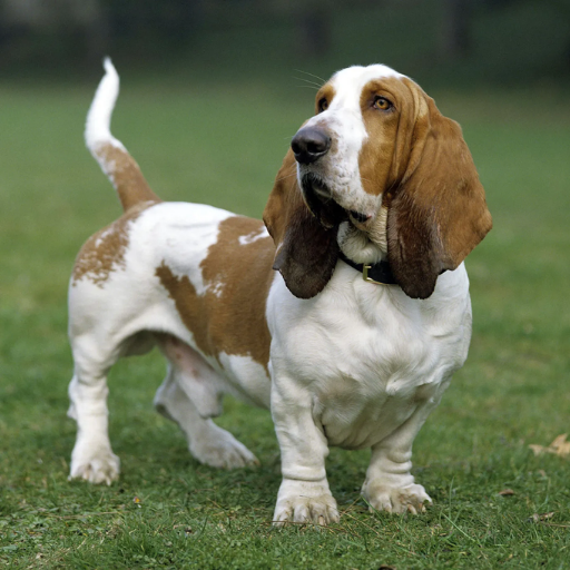 Basset Hound
