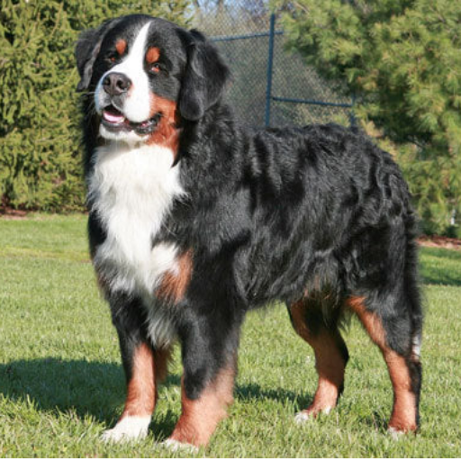 Bermese Mountain Dog