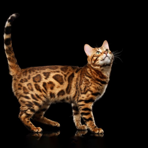 Bengal Cat image 2