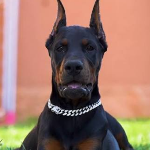 European Doberman