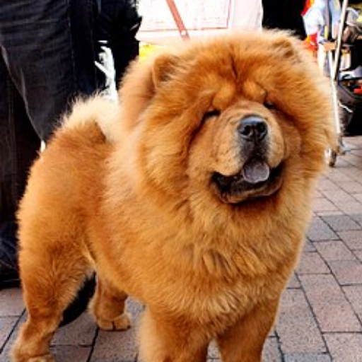 Chow Chow