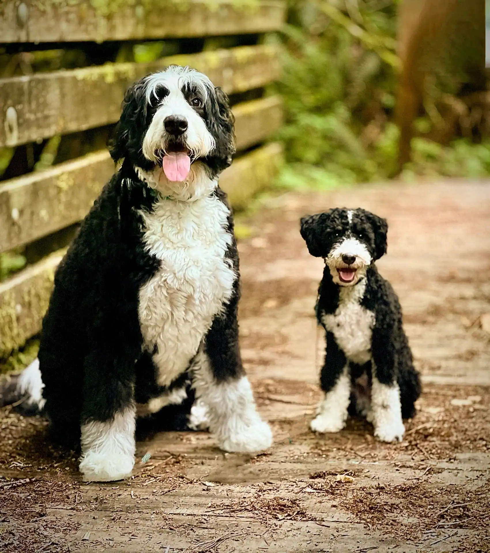 Bernedoodle image 4