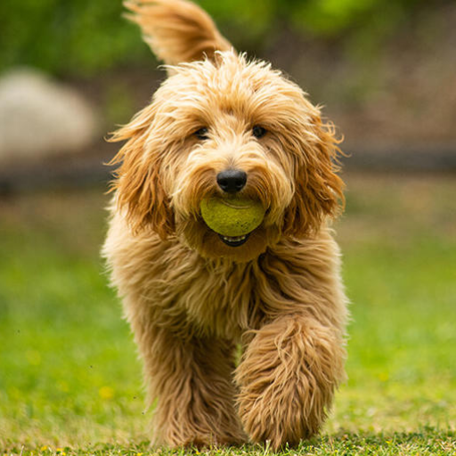 Golden Doodle