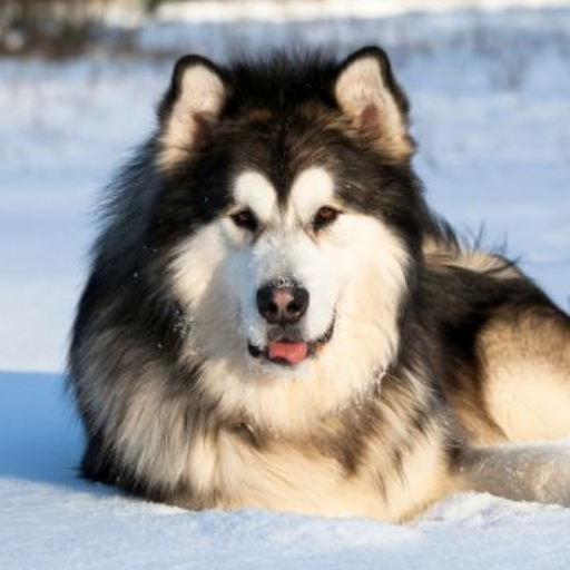 Alaskan Malamute