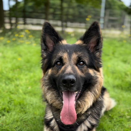 German Shepherd