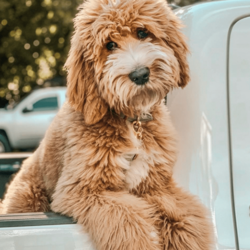 Golden Doodle