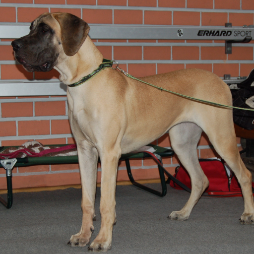 European Greatdane