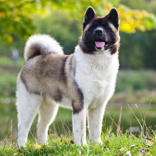 American Akita