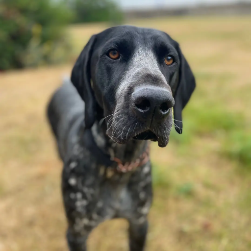 German / English Pointer