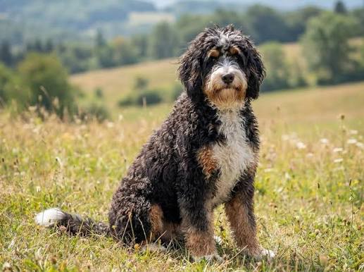 Bernedoodle image 3