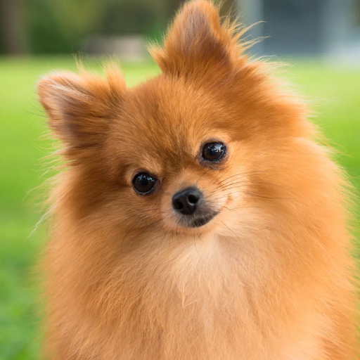 TOYPOM