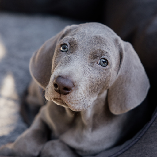 Weimaraner