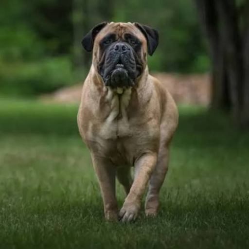 Bull Mastiff
